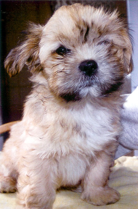 South east hot sale lhasa apso society