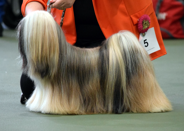 Kutani 2024 lhasa apso