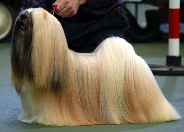 Kutani 2024 lhasa apso