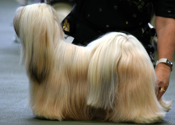 Kutani 2024 lhasa apso