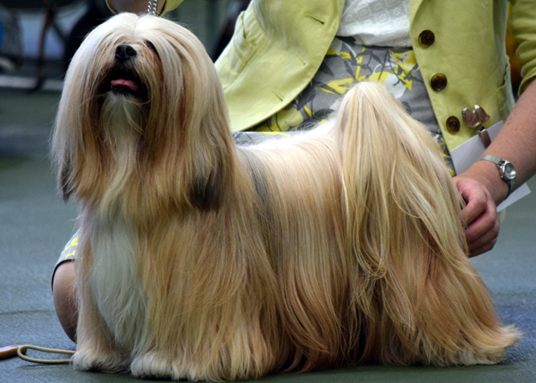 South east lhasa apso 2024 society