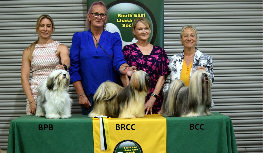 South east hot sale lhasa apso society