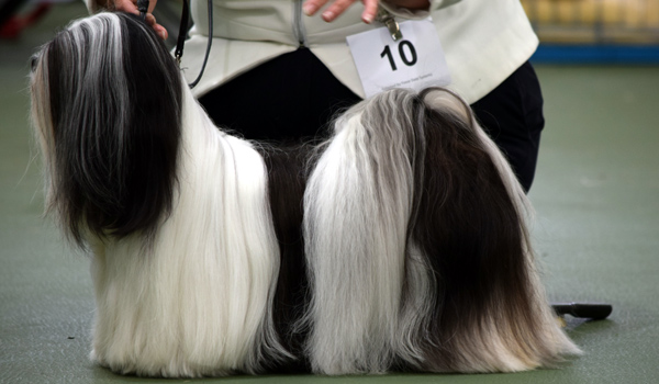 Kutani hot sale lhasa apso